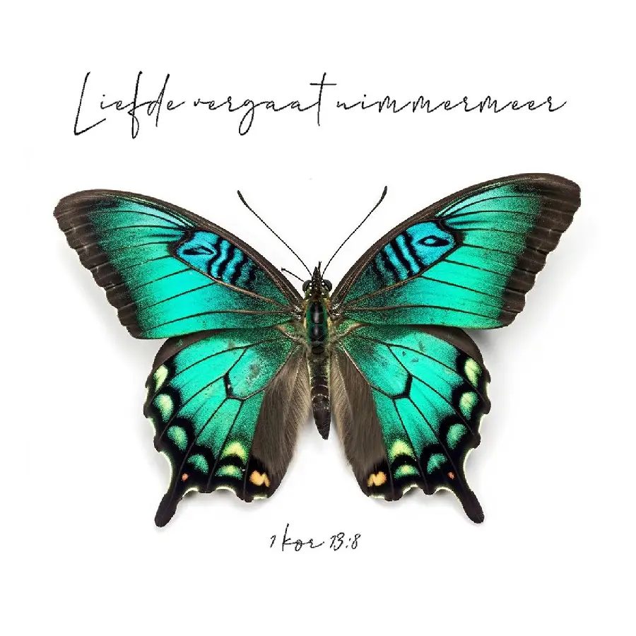 LIEFDE VERGAAT NIMMERMEER